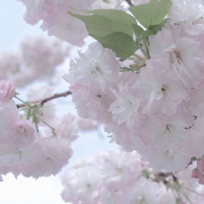 康保福瑞交流群